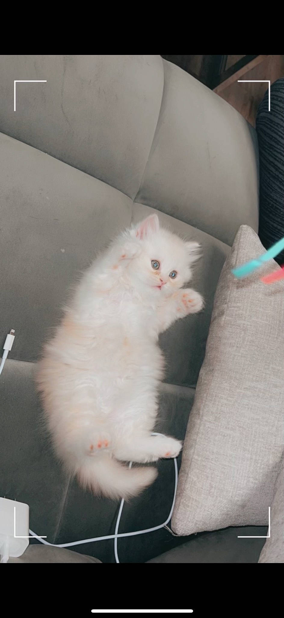 Dolcé is registered to the contest to win money with this photo: carnivore, cat, claw, comfort, couch, domestic_short_haired_cat, eye, fawn, felidae, fur, gas, paw, small_to_medium_sized_cats, tail, terrestrial_animal, whiskers