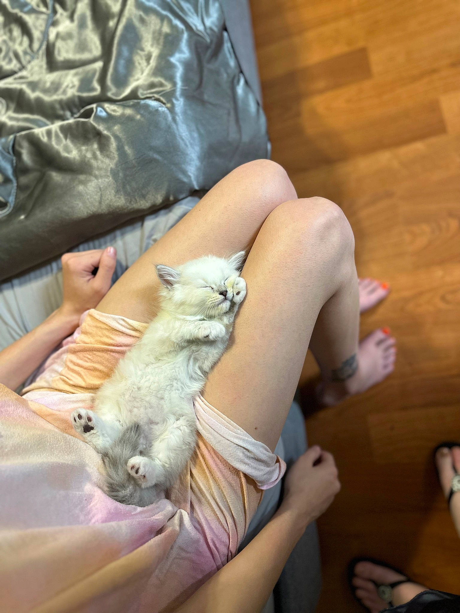 Aspén is registered to the contest to win money with this photo: claw, comfort, companion_dog, fawn, felidae, finger, flooring, fur, hardwood, human_leg, nail, rodent, small_to_medium_sized_cats, squirrel, tail, thigh, whiskers, wildlife, wood, wrist