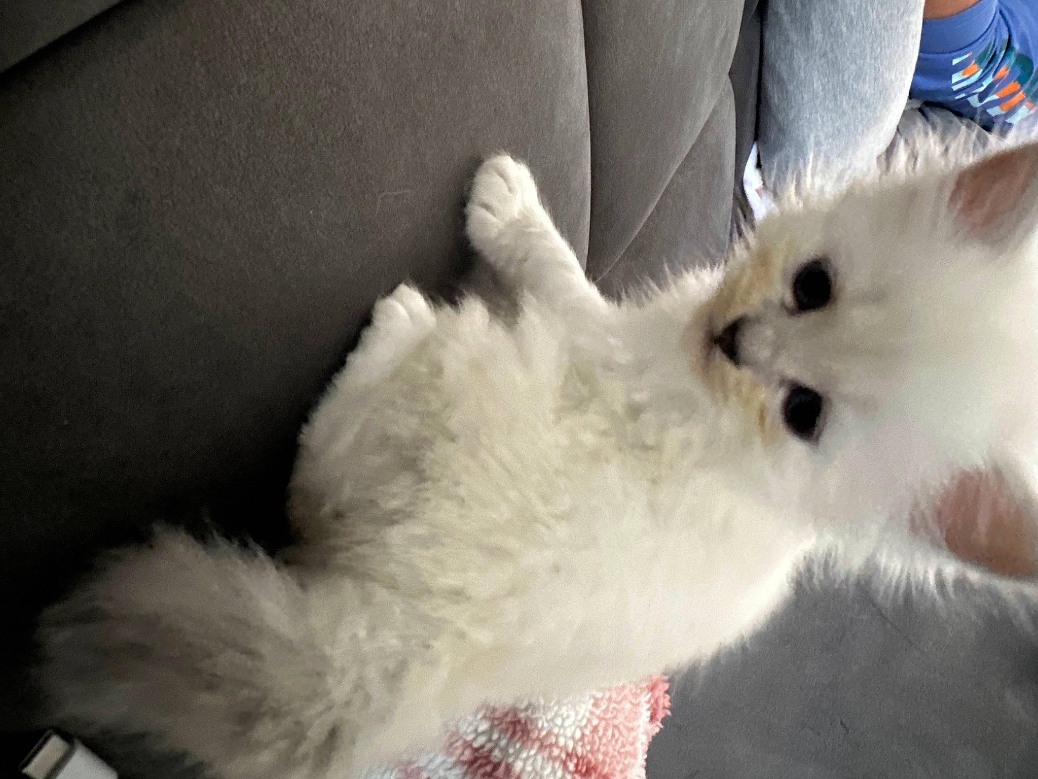 Aspén joined the competition — help win amazing prizes! canidae, carnivore, cat, claw, comfort, companion_dog, dog_breed, fawn, felidae, fur, gesture, paw, samoyed, small_to_medium_sized_cats, snout, spitz, sporting_group, tail, terrestrial_animal, whiskers