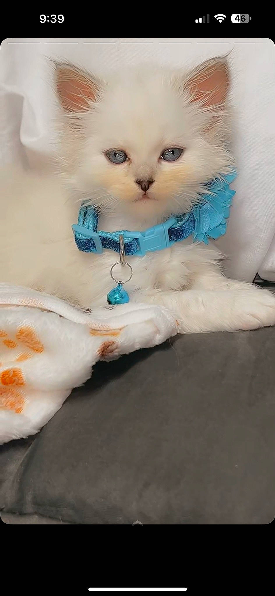 Aspén is registered to the contest to win money with this photo: british_longhair, carnivore, cat, claw, collar, fawn, felidae, fur, iris, paw, pet_supply, small_to_medium_sized_cats, snout, tail, terrestrial_animal, whiskers