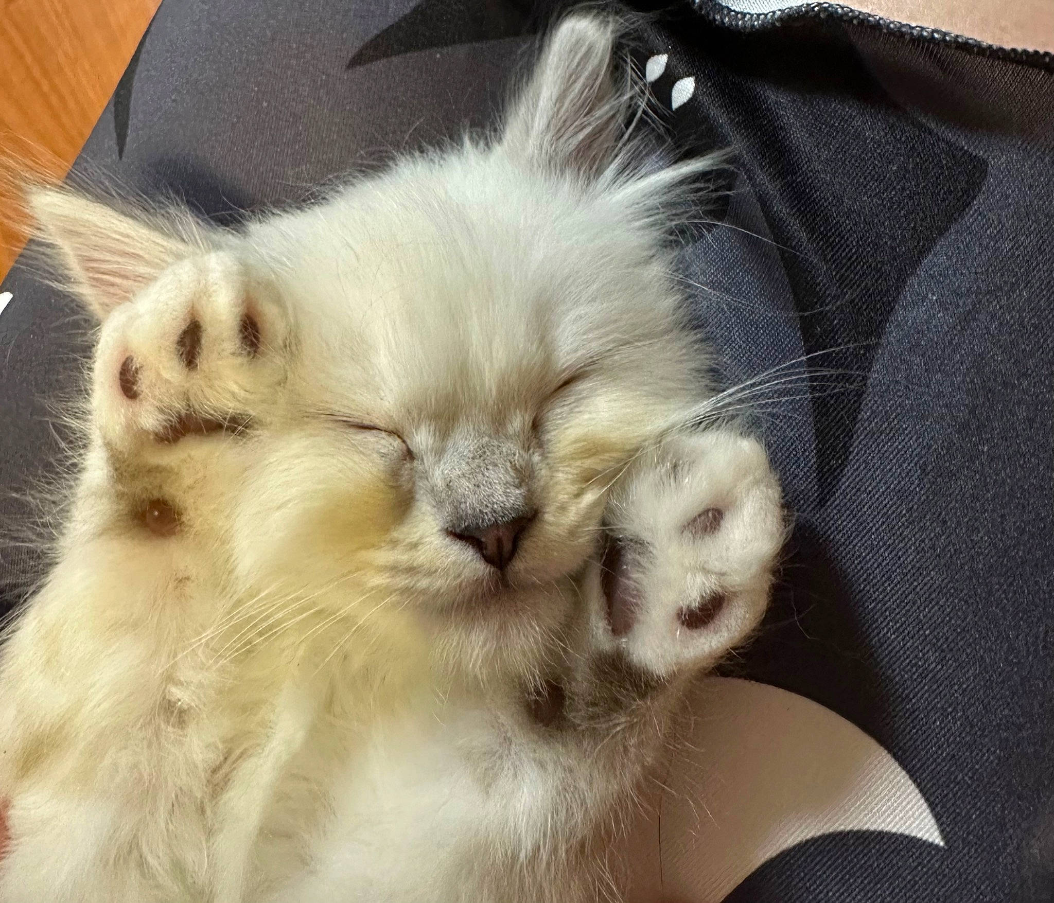 Aspén joined the competition — help win amazing prizes! balinese, birman, carnivore, cat, claw, comfort, companion_dog, fawn, felidae, fur, mammal, paw, ragdoll, siamese, small_to_medium_sized_cats, snout, terrestrial_animal, thai, tonkinese, whiskers