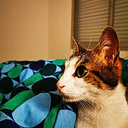 Luna participe au concours pour gagner de l'argent avec cette photo : animal_portrait, bedroom, blanket, cat, close_up, curious, domestic_animal, feline, green_eyes, indoor, patterned_blanket, pet, profile, resting, side_view, soft_lighting, tabby, whiskers, white_fur, window_blinds