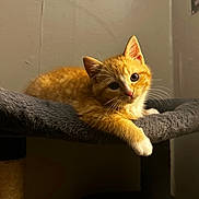 Simba joined the competition — help win amazing prizes! kitten, cat, orange_tabby, pet, animal, feline, cute, indoor, resting, fur, whiskers, paw, cat_tree, soft, gray, curious, young, small, domestic_cat, portrait