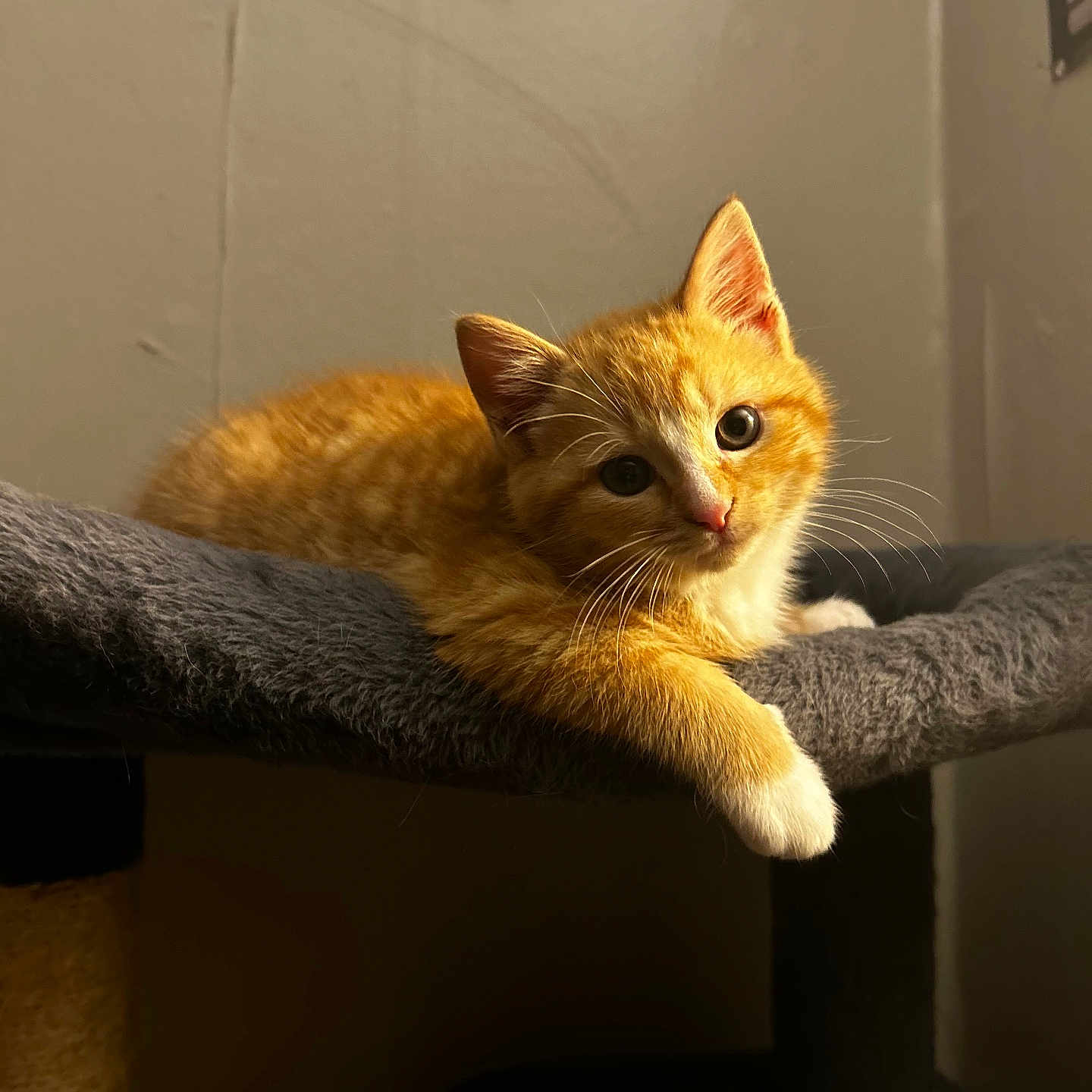 Simba joined the competition — help win amazing prizes! animal, cat, cat_tree, curious, cute, domestic_cat, feline, fur, gray, indoor, kitten, orange_tabby, paw, pet, portrait, resting, small, soft, whiskers, young