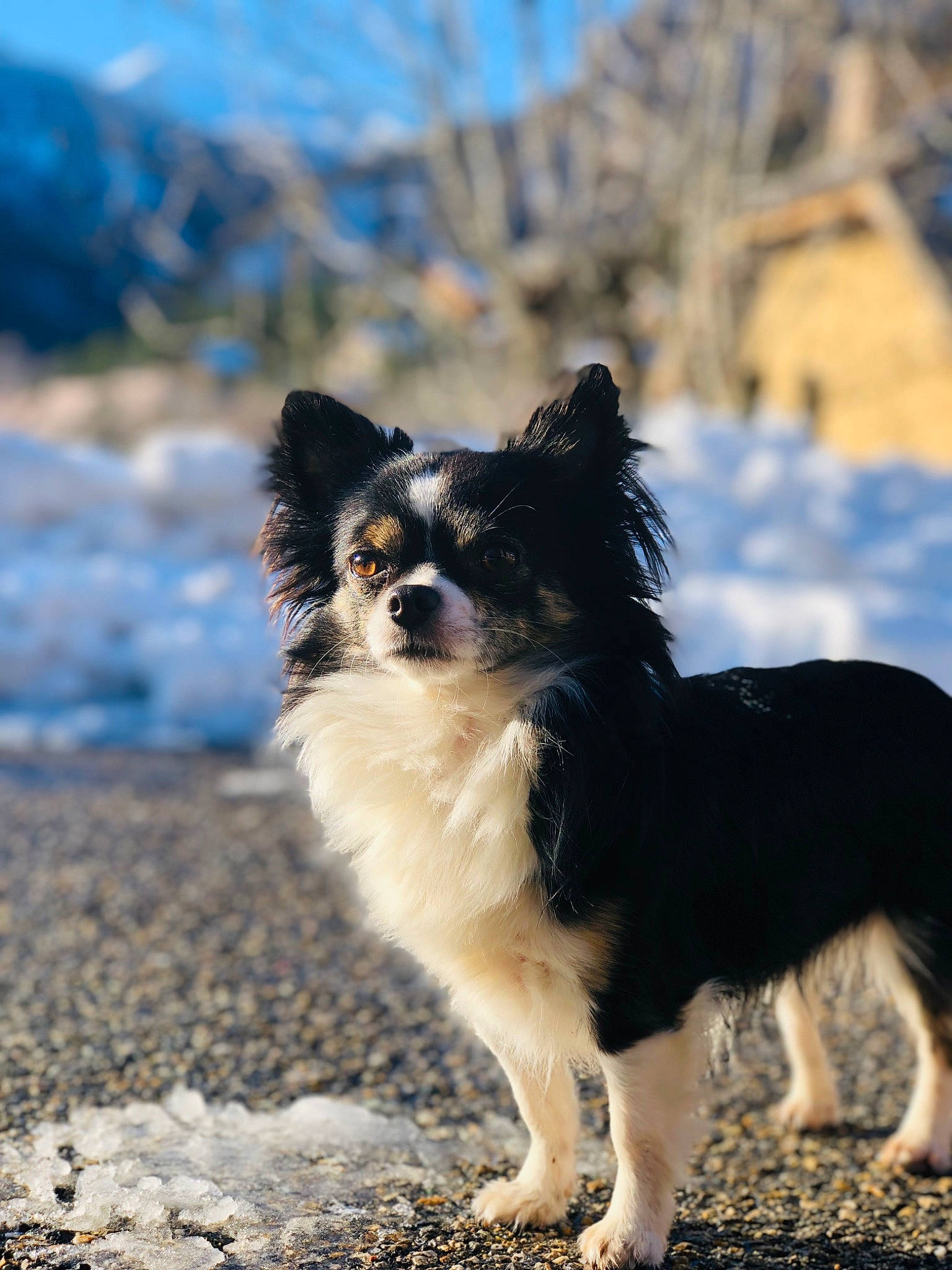 Narcos participe au concours pour gagner de l'argent avec cette photo : australian_collie, australian_shepherd, border_collie, canidae, carnivore, companion_dog, dog, dog_breed, herding_dog, mammal, papillon, rare_breed_dog, shetland_sheepdog, sky, vertebrate, working_dog