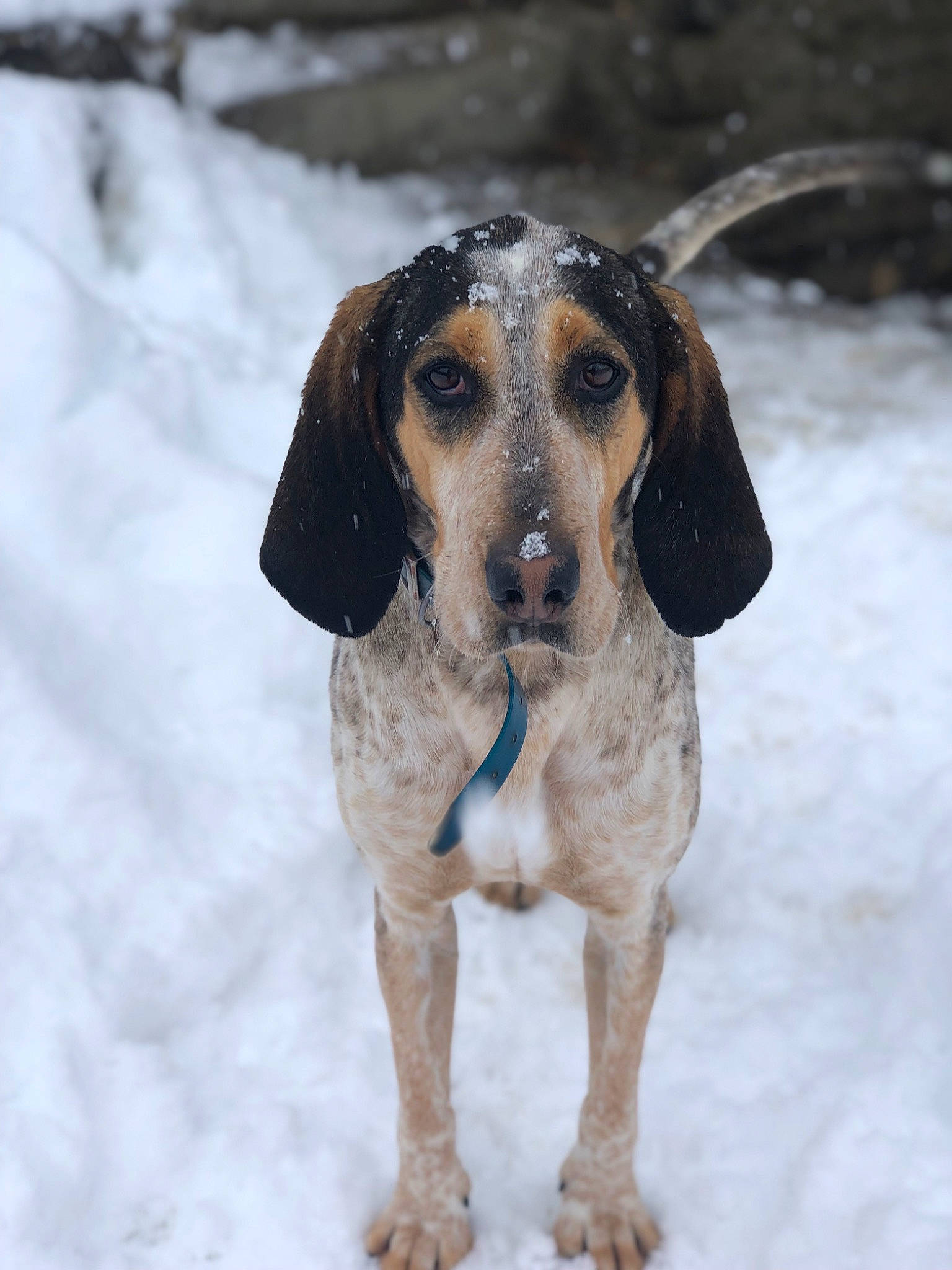 Lotus a rejoint le concours — aidez-le/la à gagner de superbes lots ! american_foxhound, ariegeois, basset_artesien_normand, basset_bleu_de_gascogne, bluetick_coonhound, canidae, carnivore, coonhound, dog, dog_breed, english_coonhound, fawn, hound, hunting_dog, mammal, rare_breed_dog, scent_hound, schweizer_laufhund, snout, vertebrate