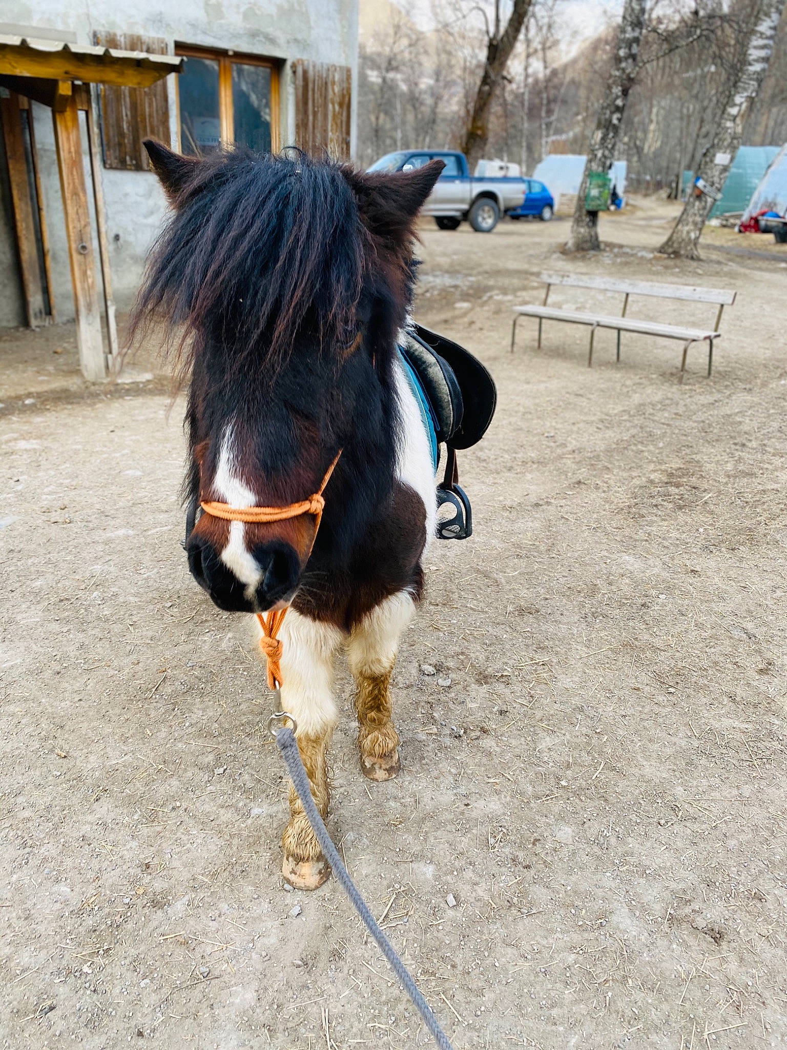 Chocolat participe au concours pour gagner de l'argent avec cette photo : bridle, horse, horse_supplies, horse_tack, landscape, livestock, mammal, mane, mare, mustang_horse, pack_animal, pony, rein, shetland_pony, snout, stallion, tail