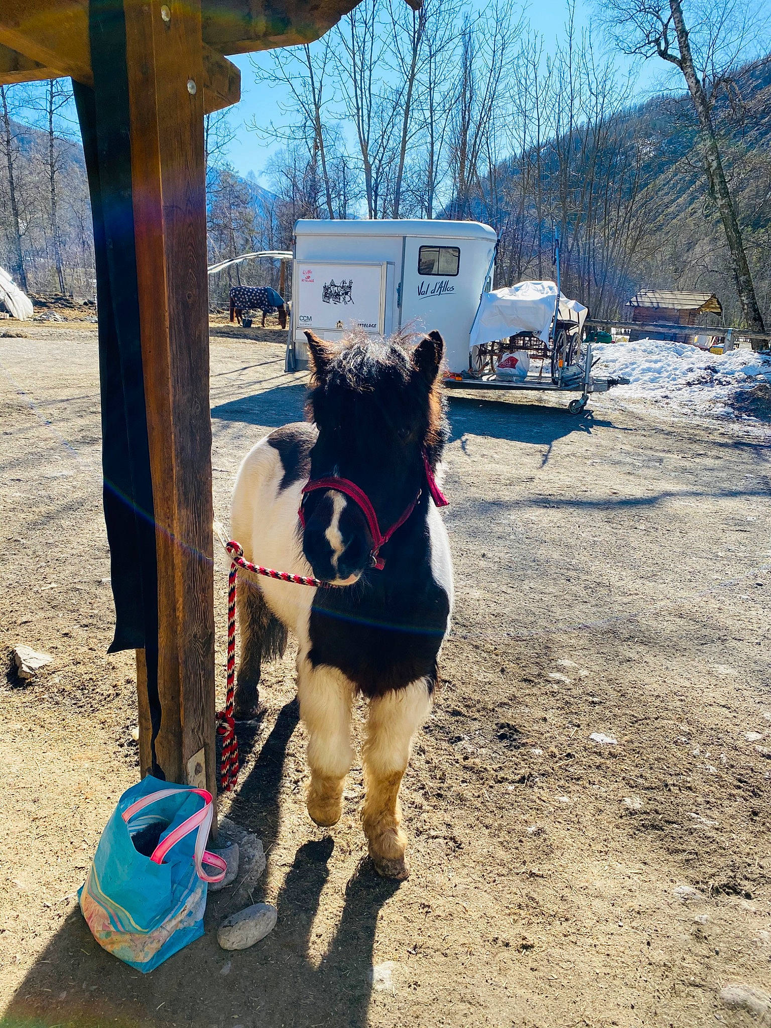 Chocolat a rejoint le concours — aidez-le/la à gagner de superbes lots ! burro, canidae, horse_tack, leash, pack_animal, snow, walking, winter