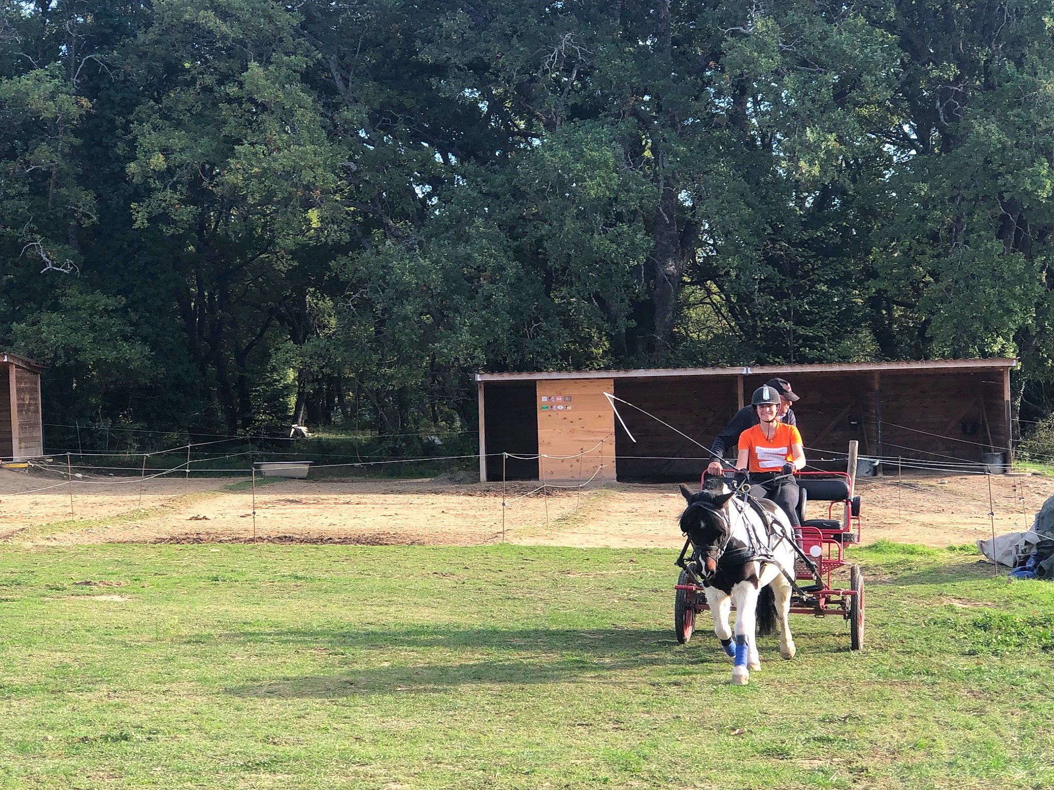 Chocolat participe au concours pour gagner de l'argent avec cette photo : animal_sports, bridle, canidae, grass, horse, horse_harness, horse_tack, pack_animal, recreation, rein, sports, tree, vehicle