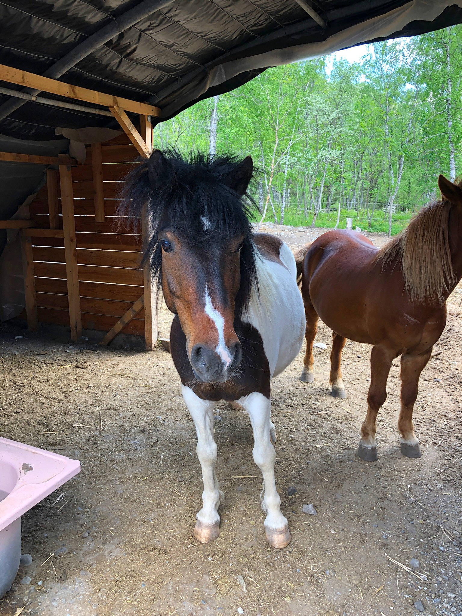 Chocolat a rejoint le concours — aidez-le/la à gagner de superbes lots ! horse, horse_grooming, horse_supplies, landscape, livestock, mammal, mane, mare, mustang_horse, pack_animal, pony, ranch, snout, sorrel, stable, stall, stallion, vertebrate