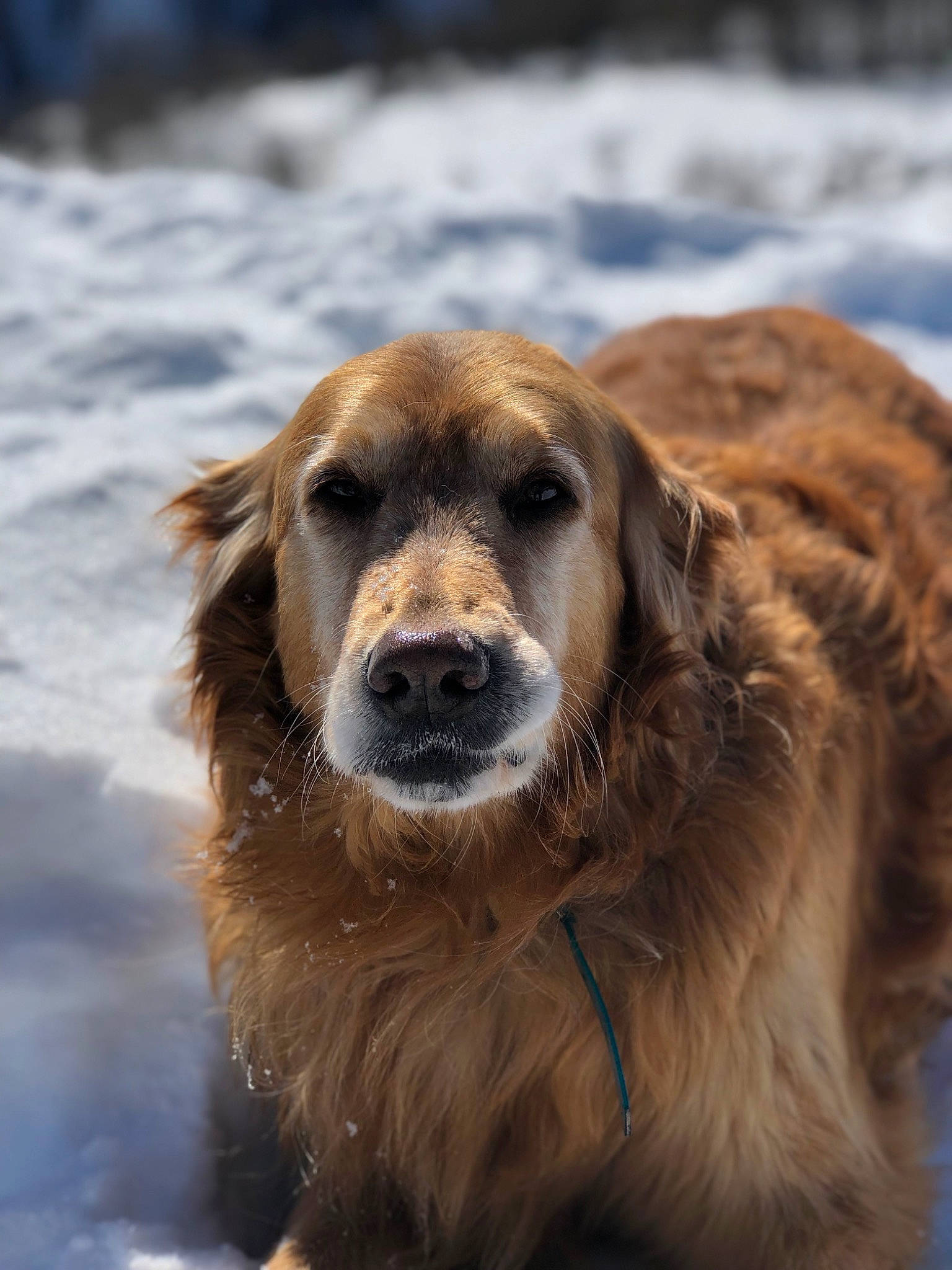 Gyspesie a rejoint le concours — aidez-le/la à gagner de superbes lots ! canidae, carnivore, companion_dog, dog, dog_breed, fur, golden_retriever, hovawart, mammal, nova_scotia_duck_tolling_retriever, retriever, snout, snow, sporting_group, styrian_coarse_haired_hound, vertebrate, whiskers, wildlife, winter