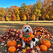 Murphy is registered to the contest to win money with this photo: dog, pumpkin_costume, autumn, fall_leaves, pumpkins, outdoor, grass, trees, blue_sky, smiling_dog, cute, festive, seasonal, costume, leaf_pile, nature, pet, holiday, happy, canine