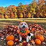 dog, pumpkin_costume, autumn, fall_leaves, pumpkins, outdoor, grass, trees, blue_sky, smiling_dog, cute, festive, seasonal, costume, leaf_pile, nature, pet, holiday, happy, canine