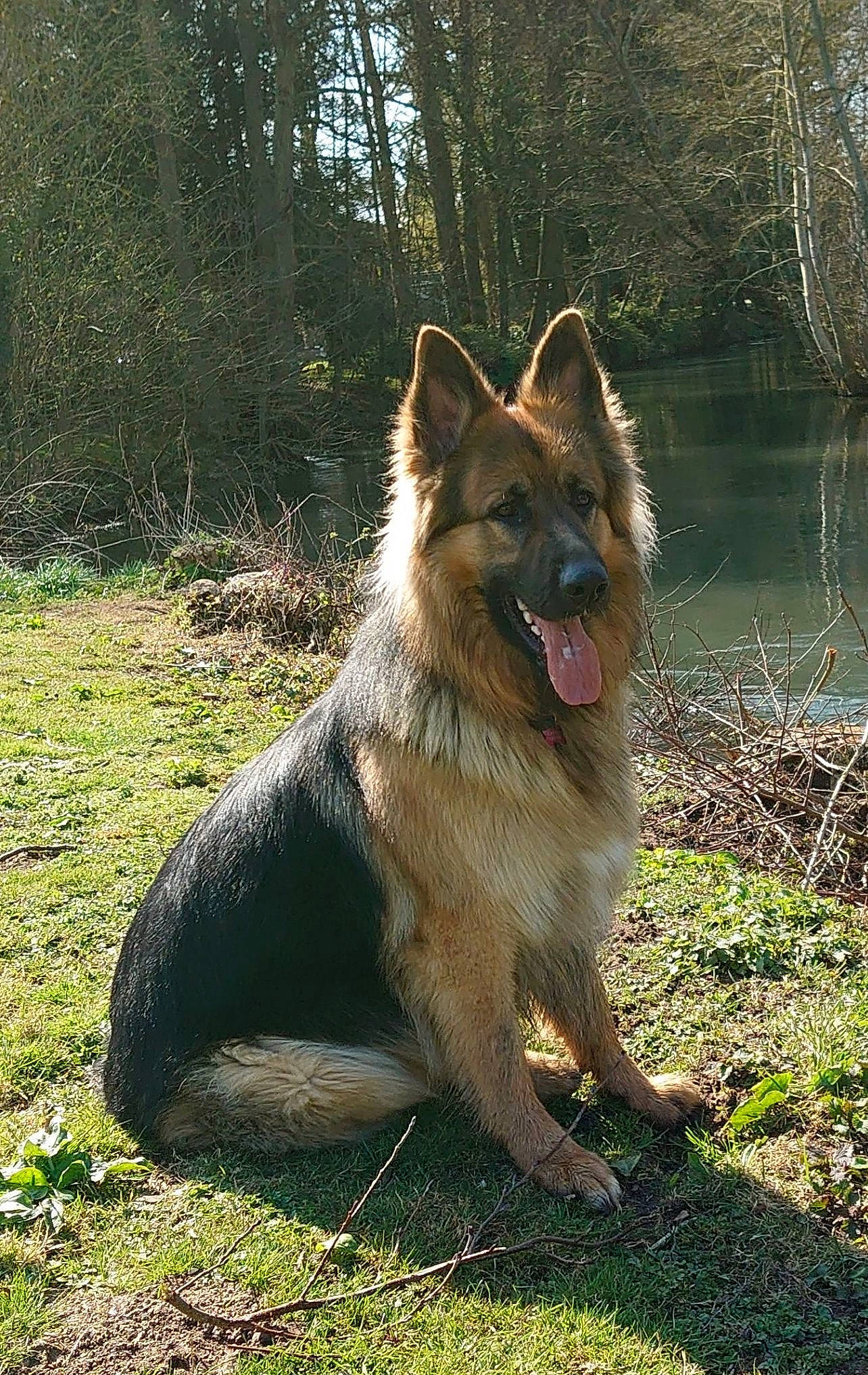 Pago a rejoint le concours — aidez-le/la à gagner de superbes lots ! canidae, carnivore, collar, companion_dog, dog, dog_breed, fang, fawn, german_shepherd_dog, grass, herding_dog, king_shepherd, plant, snout, sporting_group, tail, terrestrial_animal, tree, water, working_animal