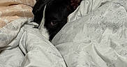 Nahla is registered to the contest to win money with this photo: dog, black_and_white, sleeping, peeking, face, eye, ears, red_collar, blanket, bedding, bed, cozy, indoors, portrait, close_up, pet, resting, snuggled, soft_fabric, relaxed