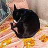 dog, black_dog, pet, animal, curled_up, sleeping, resting, purple_collar, bed, blanket, teddy_bears, bedroom, pillow, curtain, indoor, cozy, black_fur, short_hair, relaxed, photograph