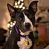 dog, pet, black_and_white, portrait, sitting, upright_ears, purple_collar, dog_tag, white_chest, brown_eyes, black_fur, indoor, christmas_tree, festive, holiday, bokeh, warm_lighting, cozy, home, closeup