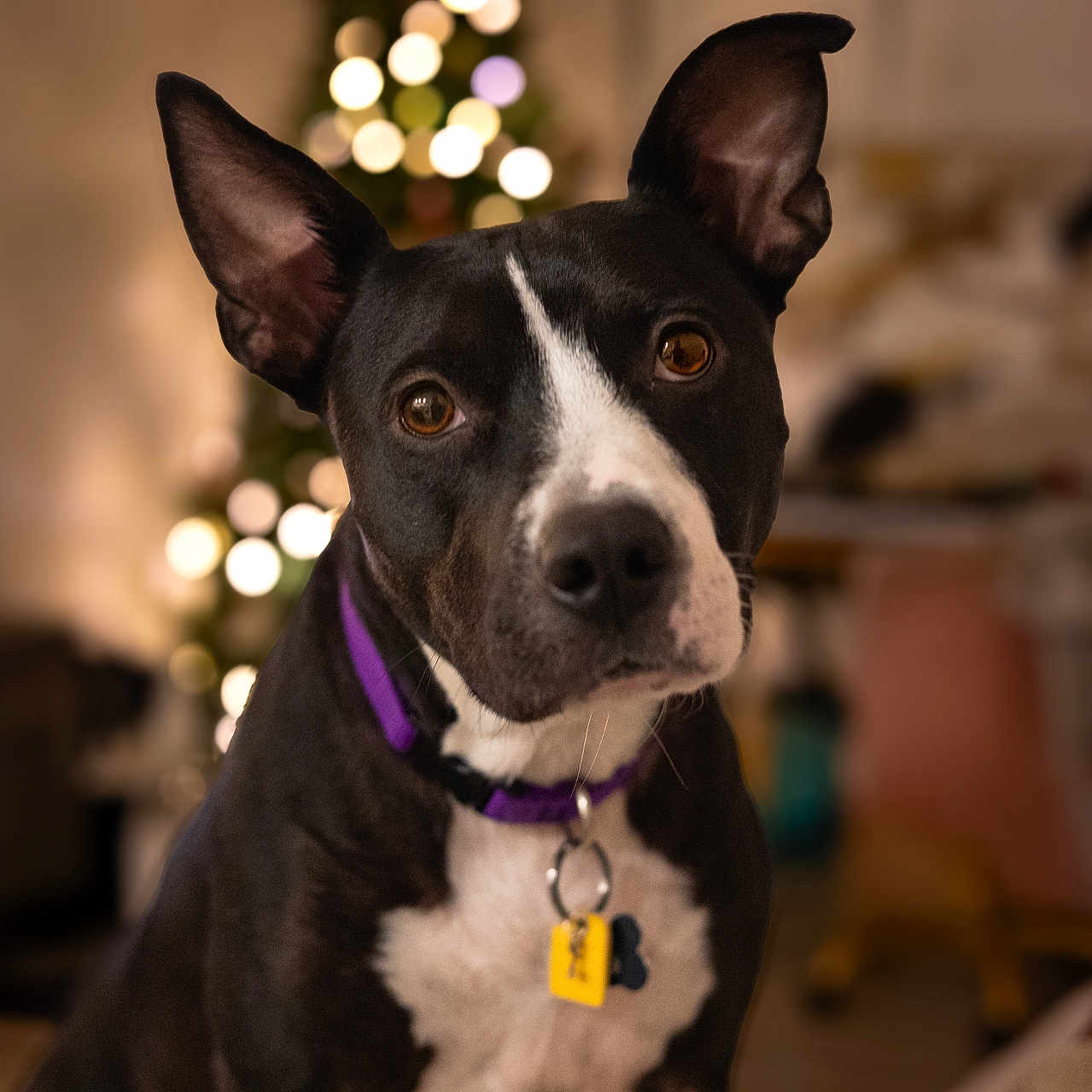 Nahla
