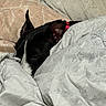dog, sleeping, black_and_white, short_hair, pointed_ears, red_collar, bed, blanket, bedding, pillow, cozy, indoors, home, resting, peeking, close_up, portrait, pet, relaxed, cute