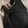 dog, black_dog, sleeping, lying_down, curled_up, bed, blanket, plush_toy, cozy, indoors, bedroom, resting, relaxed, floppy_ear, upright_ear, black_fur, pet, companion, cuddling, nap