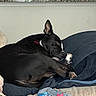 dog, black_dog, white_markings, sleeping, lying_down, curled_up, pet, couch, blanket, pillow, sock, living_room, kitchen, indoors, home, relaxed, resting, large_dog, portrait, nap