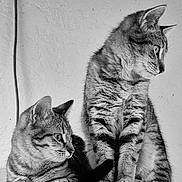 Timi Et Mo a rejoint le concours — aidez-le/la à gagner de superbes lots ! cat, tabby, animal, pet, feline, black_and_white, portrait, two_cats, sitting, whiskers, ears, fur, looking_away, indoor, texture, wall, close_up, companions, domestic_cat, curious