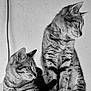cat, tabby, animal, pet, feline, black_and_white, portrait, two_cats, sitting, whiskers, ears, fur, looking_away, indoor, texture, wall, close_up, companions, domestic_cat, curious