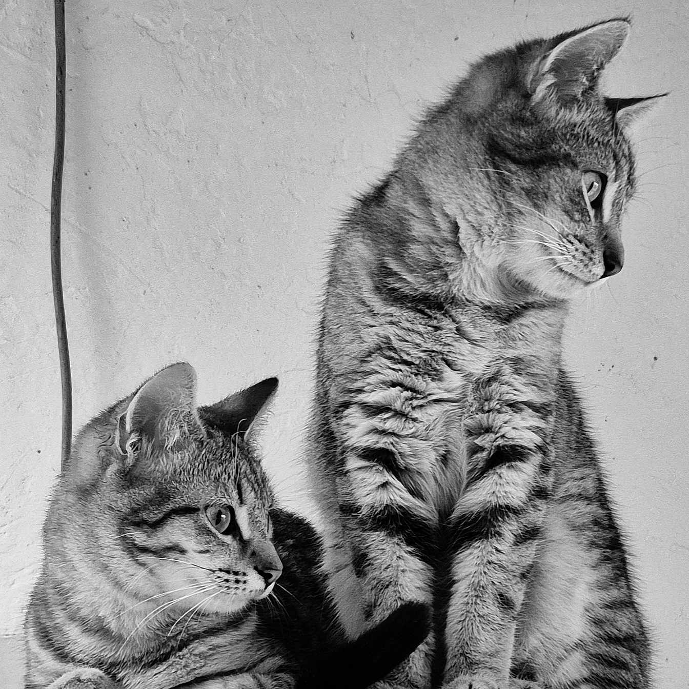 Timi Et Mo a rejoint le concours — aidez-le/la à gagner de superbes lots ! animal, black_and_white, cat, close_up, companions, curious, domestic_cat, ears, feline, fur, indoor, looking_away, pet, portrait, sitting, tabby, texture, two_cats, wall, whiskers
