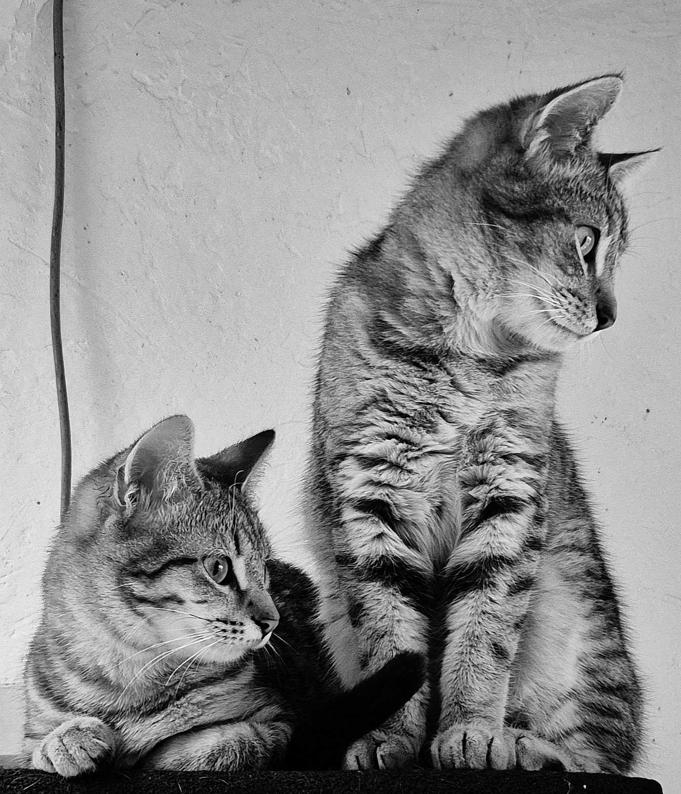 Timi Et Mo a rejoint le concours — aidez-le/la à gagner de superbes lots ! cat, tabby, animal, pet, feline, black_and_white, portrait, two_cats, sitting, whiskers, ears, fur, looking_away, indoor, texture, wall, close_up, companions, domestic_cat, curious