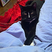 Monkey is registered to the contest to win money with this photo: animal, bed, black_cat, blanket, blue_blanket, cat, colorful_art, cozy, dresser, floor, furniture, indoor, painting, pet, red_blanket, relaxed, resting, whiskers, white_paws, wood_floor