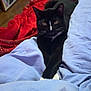 animal, bed, black_cat, blanket, blue_blanket, cat, colorful_art, cozy, dresser, floor, furniture, indoor, painting, pet, red_blanket, relaxed, resting, whiskers, white_paws, wood_floor