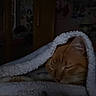 cat, orange_cat, sleeping, blanket, cozy, indoor, dim_light, furry, pet, fur, face, relaxing, cute, soft_texture, animal, resting, warm, snug, closeup, quiet