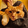cat, ginger_cat, close_up, pet, indoor, person, arm, fur, whiskers, cozy, warm_lighting, face, comfort, animal, domestic_cat, portrait, feline, cute, relaxation, holding