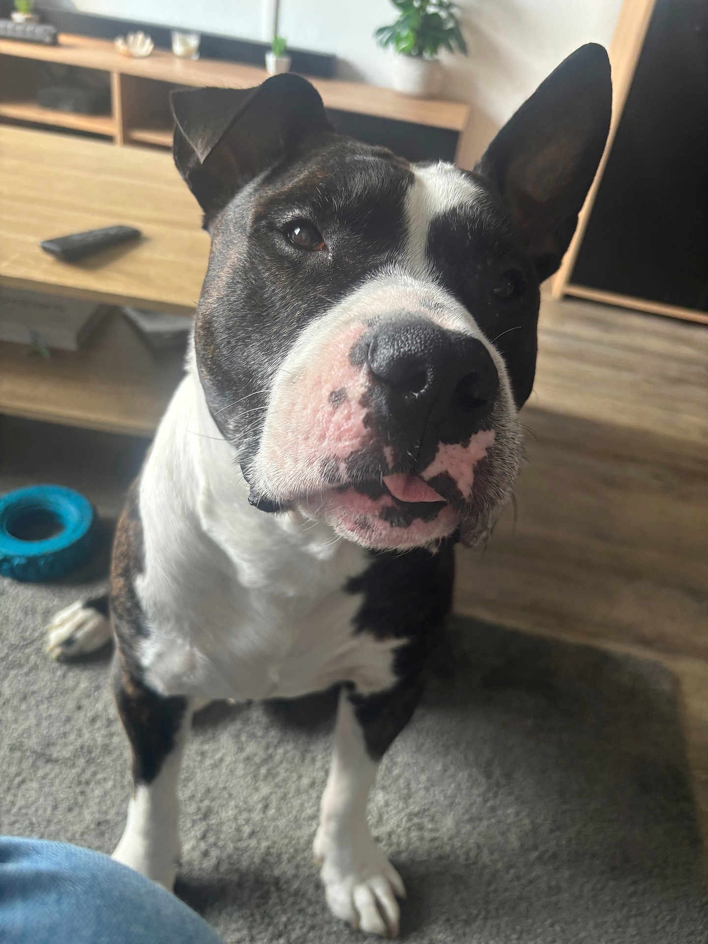 Julius