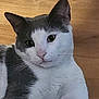 Spyder joined the competition — help win amazing prizes! cat, grey, white, animal, pet, fur, whiskers, ears, floor, wood, indoor, mammal, cute, curious, laying, portrait, closeup, feline, domestic, relaxed