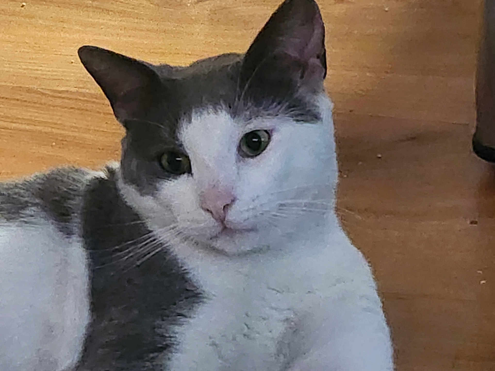 Spyder joined the competition — help win amazing prizes! cat, grey, white, animal, pet, fur, whiskers, ears, floor, wood, indoor, mammal, cute, curious, laying, portrait, closeup, feline, domestic, relaxed