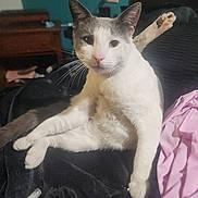 Spyder joined the competition — help win amazing prizes! cat, pet, relaxed, indoor, feline, white_and_gray_cat, animal, fur, whiskers, paw, leg_up, curious, looking_at_camera, black_surface, furniture, teal_wall, pink_cloth, domestic_animal, cute, sitting