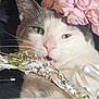 Spyder is registered to the contest to win money with this photo: cat, close_up, flower_crown, pink_flowers, green_eyes, whiskers, ribbon, pet, animal, cute, feline, domestic_cat, face, mouth, fur, ears, nature, indoor, adorable, playful