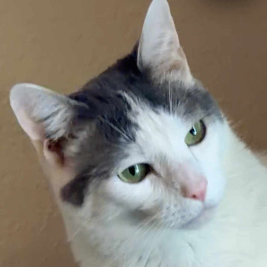 Sebastian is registered to the contest to win money with this photo: cat, white_cat, gray_cat, pet, animal, head_tilt, curious, indoor, video_call, screen, person, face, small_inset, beige_wall, fur, whiskers, ears, green_eyes, close_up, portrait