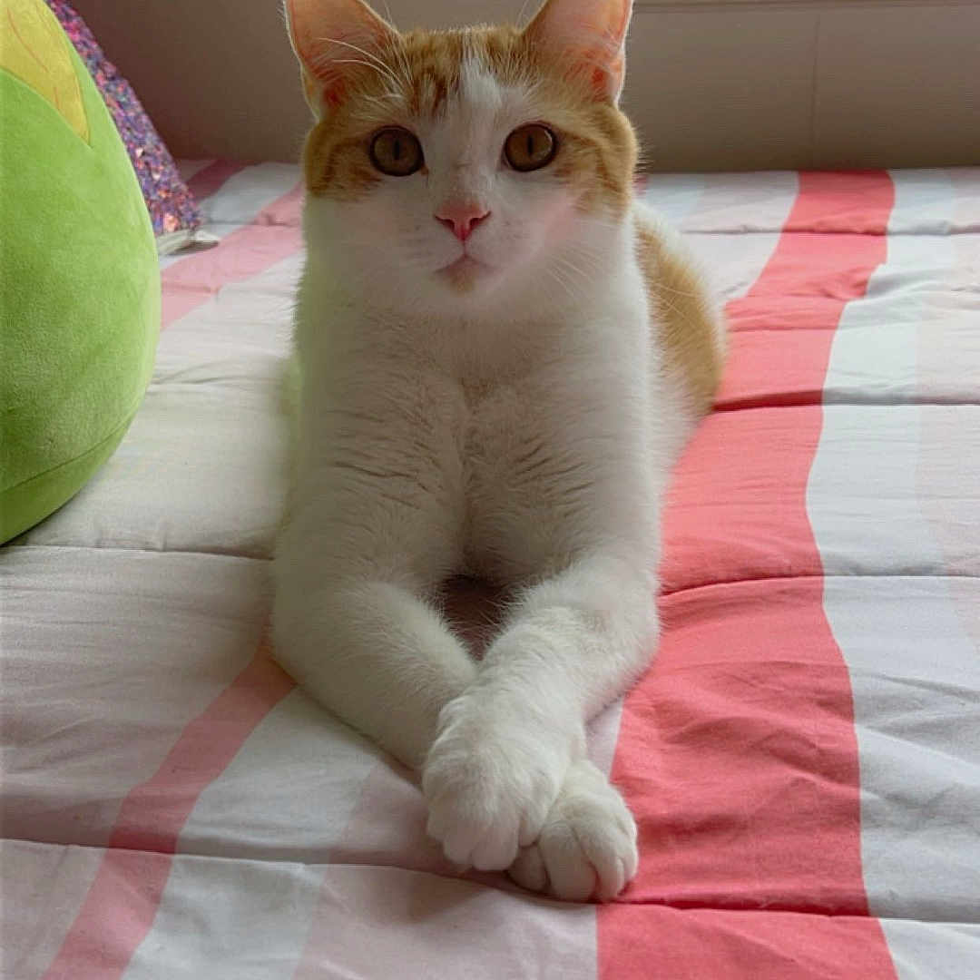 Sammy joined the competition — help win amazing prizes! animal, bed, calm, cat, crossed_paws, cute, domestic_cat, ears, feline, indoor, nose, orange_and_white, pet, portrait, relaxed, resting, soft_light, striped_bedspread, whiskers, window