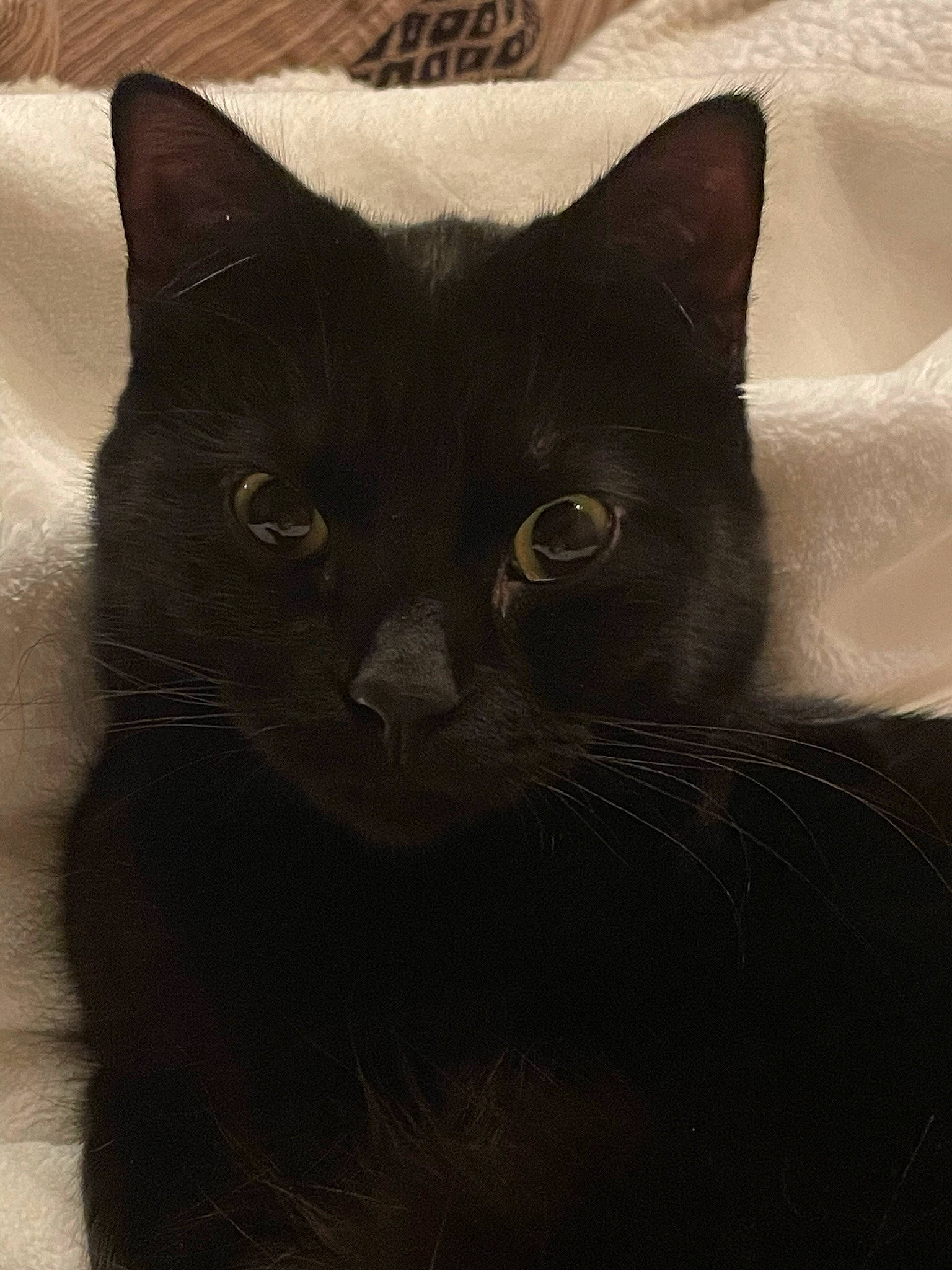 Java joined the competition — help win amazing prizes! black_cat, carnivore, cat, comfort, domestic_short_haired_cat, felidae, fur, grey, small_to_medium_sized_cats, snout, terrestrial_animal, whiskers