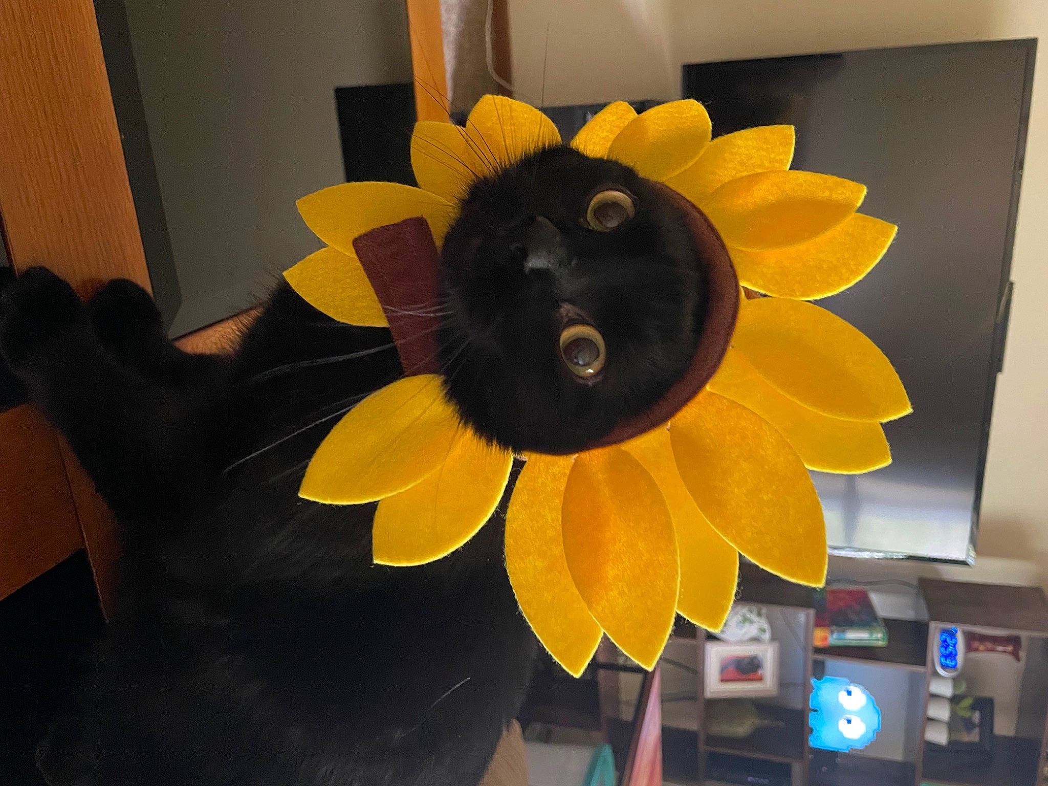 Java is registered to the contest to win money with this photo: annual_plant, artificial_flower, auto_part, automotive_wheel_system, circle, flower, flowering_plant, headgear, home_appliance, orange, paper, paper_product, petal, plant, room, rose, stuffed_toy, sunflower, toy