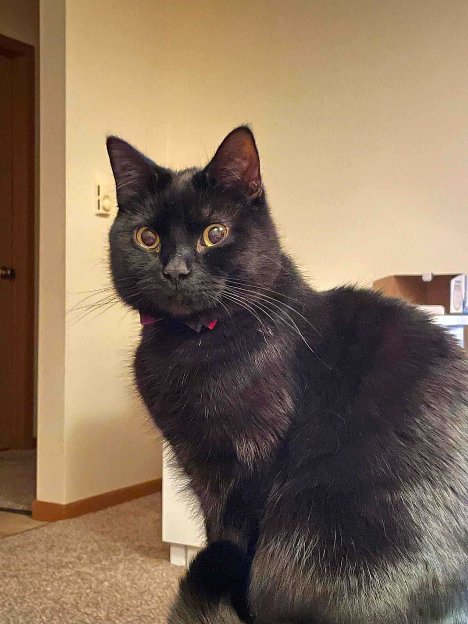 Java joined the competition — help win amazing prizes! black_cat, bombay, carnivore, cat, claw, comfort, domestic_short_haired_cat, door, eye, felidae, fur, iris, paw, sitting, small_to_medium_sized_cats, snout, tail, terrestrial_animal, whiskers, window