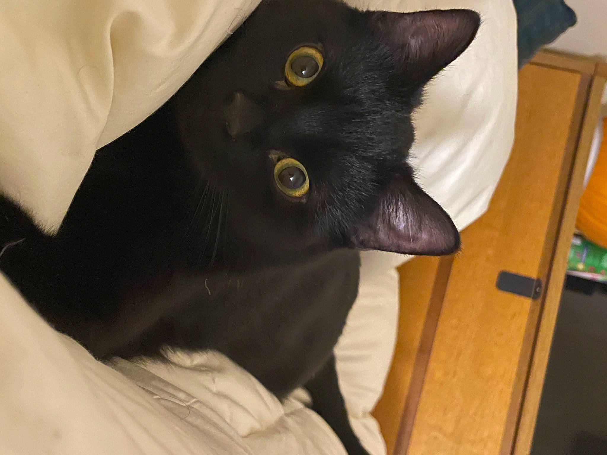 Java is registered to the contest to win money with this photo: black_cat, bombay, carnivore, cat, claw, comfort, domestic_short_haired_cat, ear, felidae, fur, havana_brown, small_to_medium_sized_cats, snout, tail, whiskers