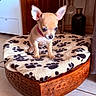 puppy, chihuahua, dog, small_dog, pet, blanket, paw_prints, wooden_furniture, footstool, tile_floor, indoor, curious, cute, animal, ears, collar, home, cozy, decor, floor
