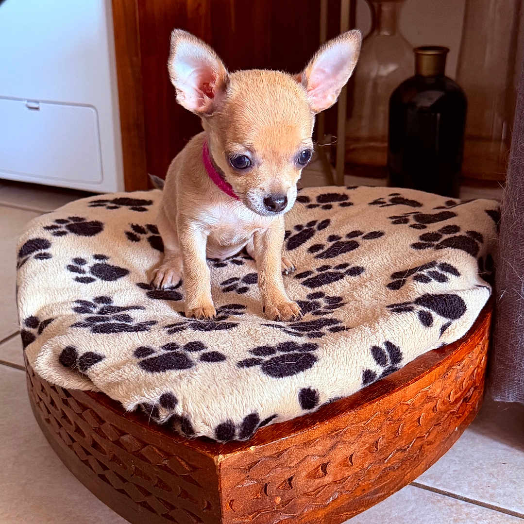 Chipie