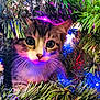 kitten, cat, christmas_tree, lights, festive, holiday, greenery, branches, cute, animal, pet, indoor, close_up, colorful, decorations, curious, young, whiskers, fur, eyes