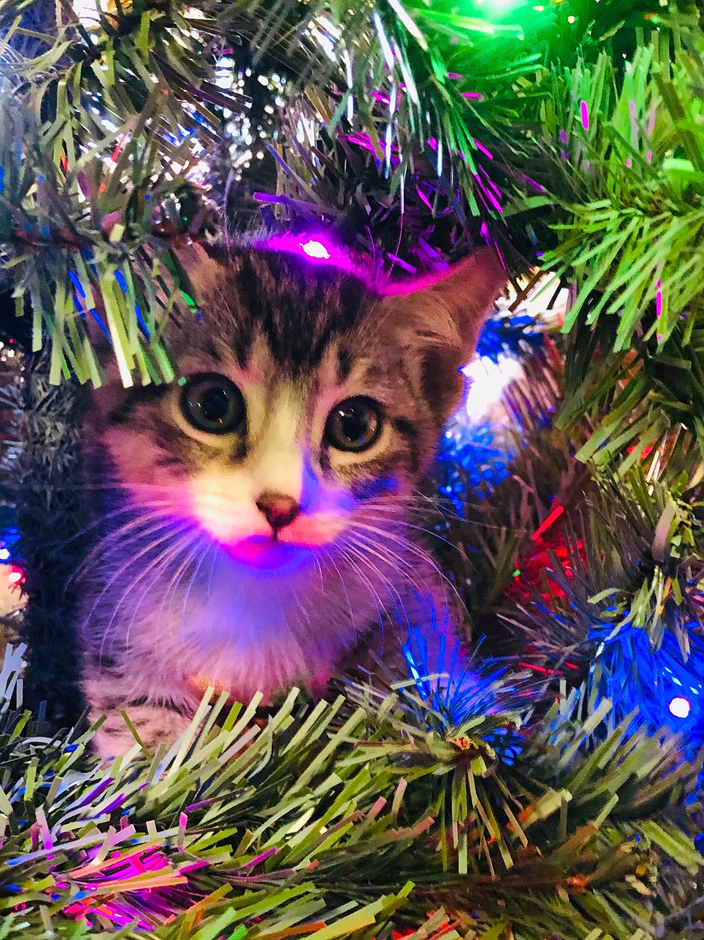 Zeus is registered to the contest to win money with this photo: kitten, cat, christmas_tree, lights, festive, holiday, greenery, branches, cute, animal, pet, indoor, close_up, colorful, decorations, curious, young, whiskers, fur, eyes