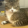 cat, tabby, pet, animal, feline, fur, whiskers, paws, resting, sleepy, indoor, cardboard_box, close_up, cute, domestic, relaxed, striped, mammal, face, ears