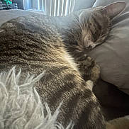 Zeus is registered to the contest to win money with this photo: cat, tabby_cat, sleeping, cozy, indoor, pillow, soft, fur, striped, resting, closeup, pet, animal, relaxation, home, window, curtains, quiet, comfort, nap